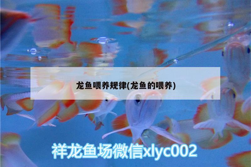 龍魚喂養(yǎng)規(guī)律(龍魚的喂養(yǎng))