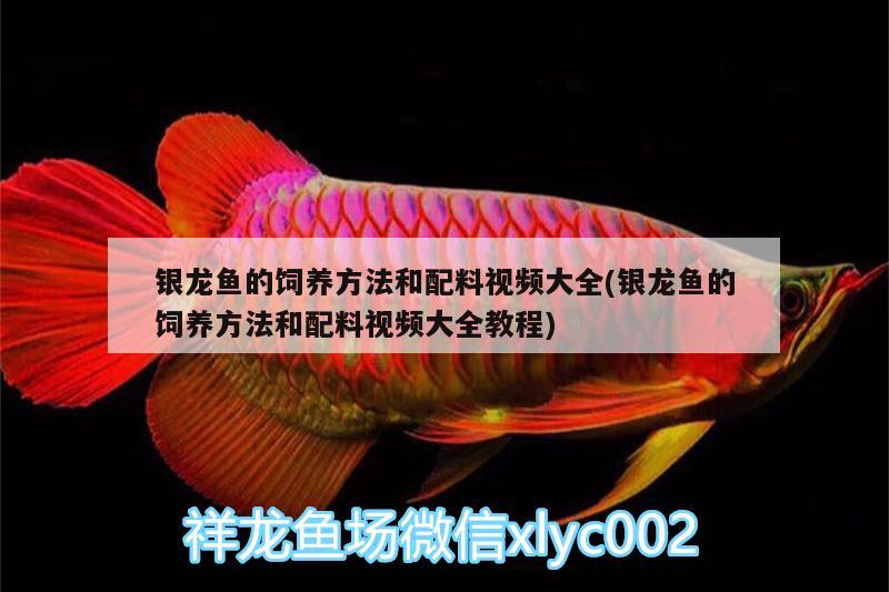 銀龍魚的飼養(yǎng)方法和配料視頻大全(銀龍魚的飼養(yǎng)方法和配料視頻大全教程)