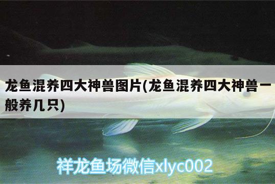 龍魚(yú)混養(yǎng)四大神獸圖片(龍魚(yú)混養(yǎng)四大神獸一般養(yǎng)幾只)