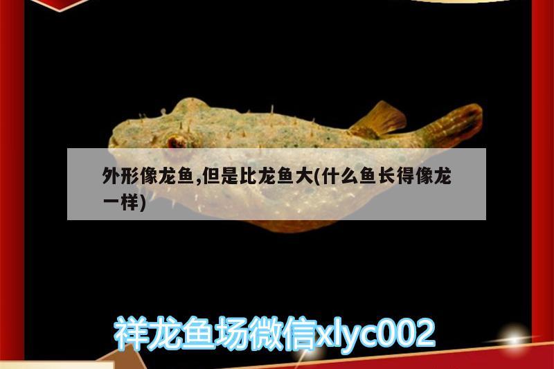 外形像龍魚,但是比龍魚大(什么魚長得像龍一樣)