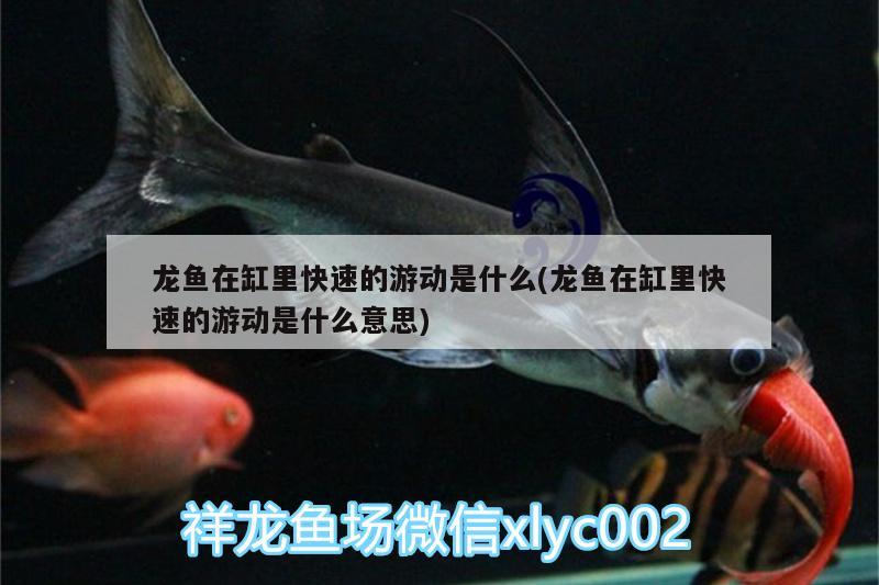 龍魚在缸里快速的游動是什么(龍魚在缸里快速的游動是什么意思) 黃鰭鯧魚