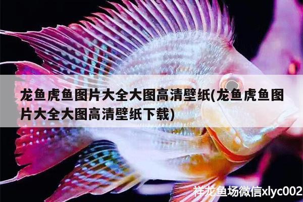 龍魚虎魚圖片大全大圖高清壁紙(龍魚虎魚圖片大全大圖高清壁紙下載)