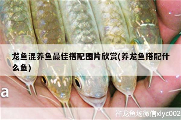 龍魚(yú)混養(yǎng)魚(yú)最佳搭配圖片欣賞(養(yǎng)龍魚(yú)搭配什么魚(yú)) 造景/裝飾