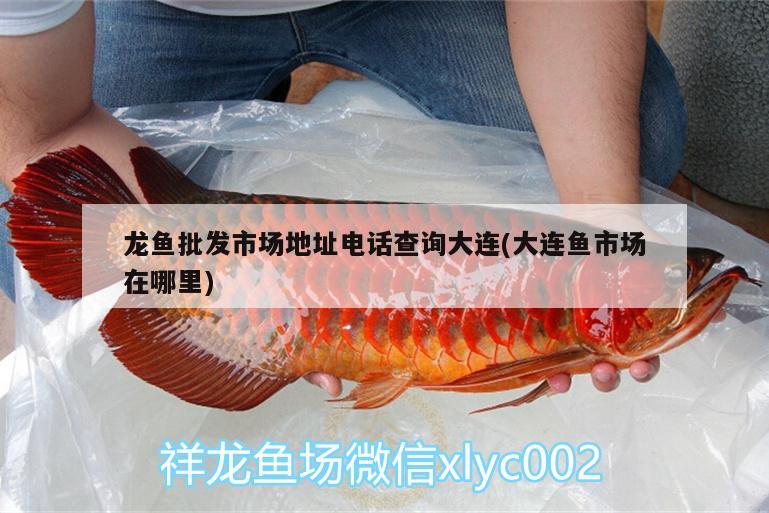 龍魚批發(fā)市場地址電話查詢大連(大連魚市場在哪里) 龍魚批發(fā)