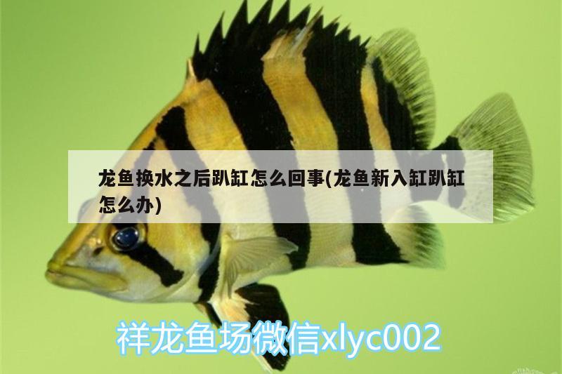 龍魚換水之后趴缸怎么回事(龍魚新入缸趴缸怎么辦)