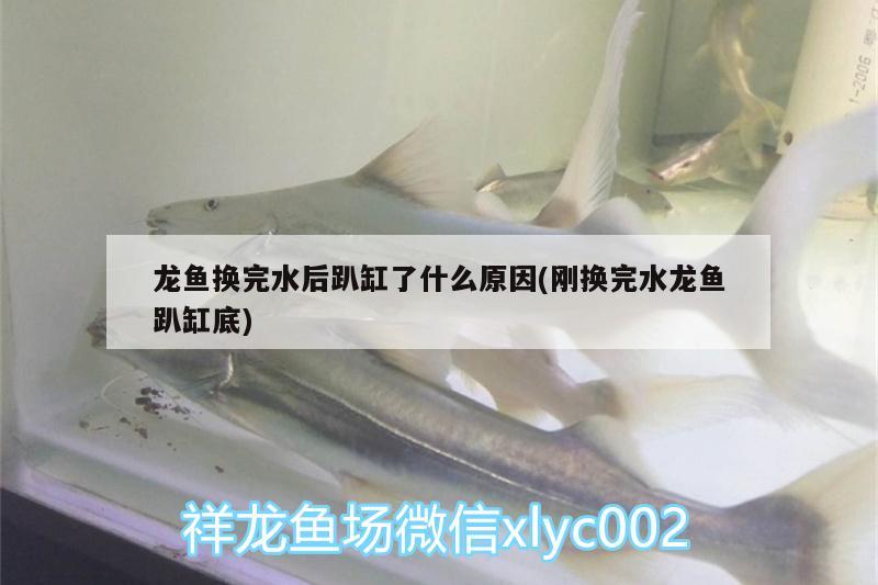 龍魚(yú)換完水后趴缸了什么原因(剛換完水龍魚(yú)趴缸底)