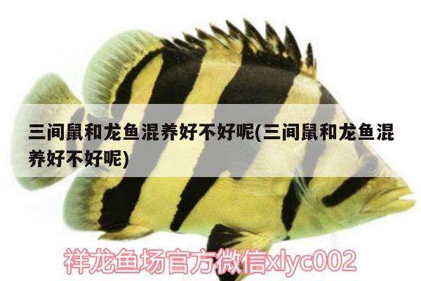 三間鼠和龍魚混養(yǎng)好不好呢(三間鼠和龍魚混養(yǎng)好不好呢)