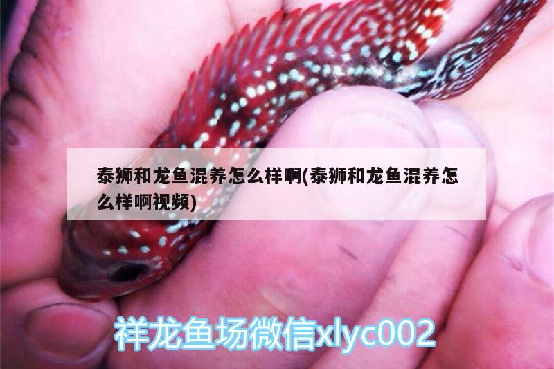 泰獅和龍魚混養(yǎng)怎么樣啊(泰獅和龍魚混養(yǎng)怎么樣啊視頻) 魟魚百科