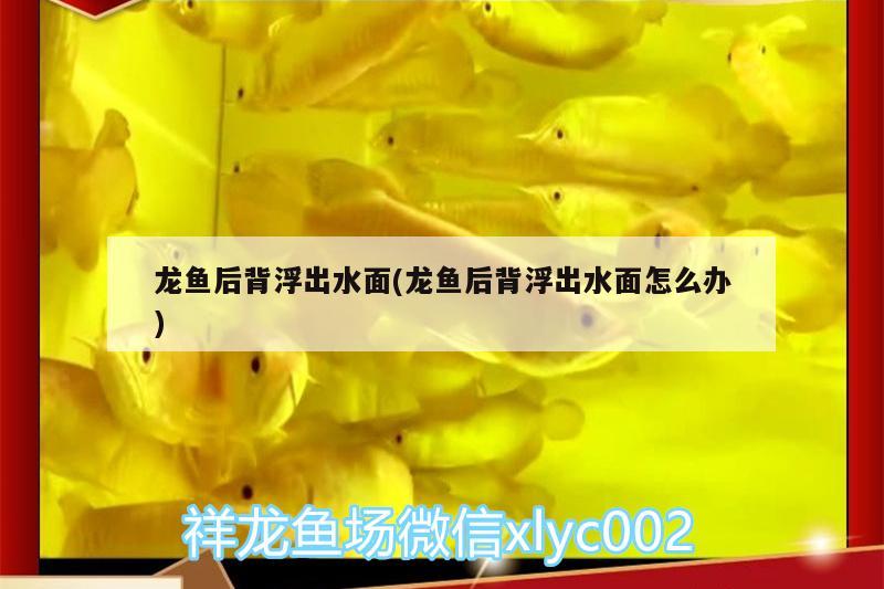 龍魚后背浮出水面(龍魚后背浮出水面怎么辦) 黃金招財貓魚