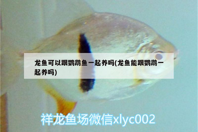 龍魚可以跟鸚鵡魚一起養(yǎng)嗎(龍魚能跟鸚鵡一起養(yǎng)嗎)