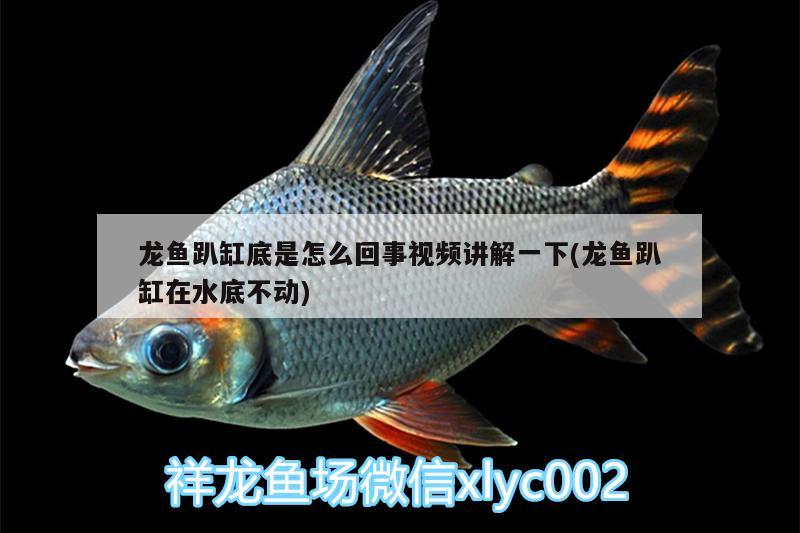 龍魚趴缸底是怎么回事視頻講解一下(龍魚趴缸在水底不動(dòng)) 薩伊藍(lán)魚