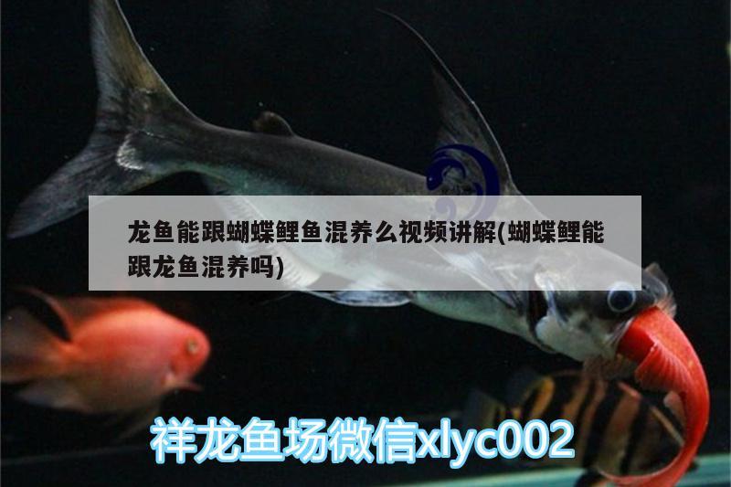 龍魚能跟蝴蝶鯉魚混養(yǎng)么視頻講解(蝴蝶鯉能跟龍魚混養(yǎng)嗎)