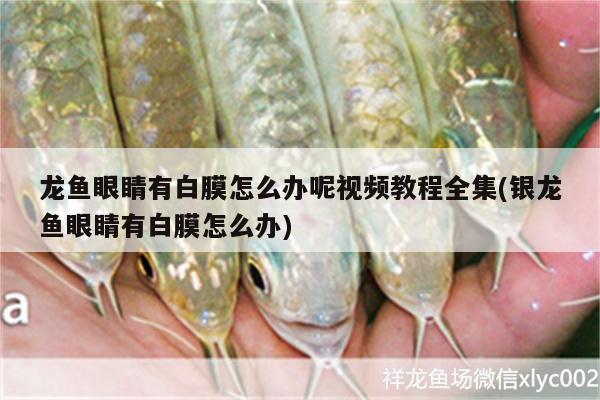 龍魚眼睛有白膜怎么辦呢視頻教程全集(銀龍魚眼睛有白膜怎么辦) 銀龍魚