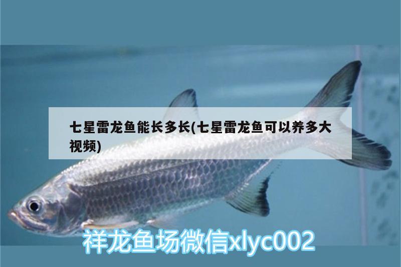 七星雷龍魚能長(zhǎng)多長(zhǎng)(七星雷龍魚可以養(yǎng)多大視頻) 申古銀版魚