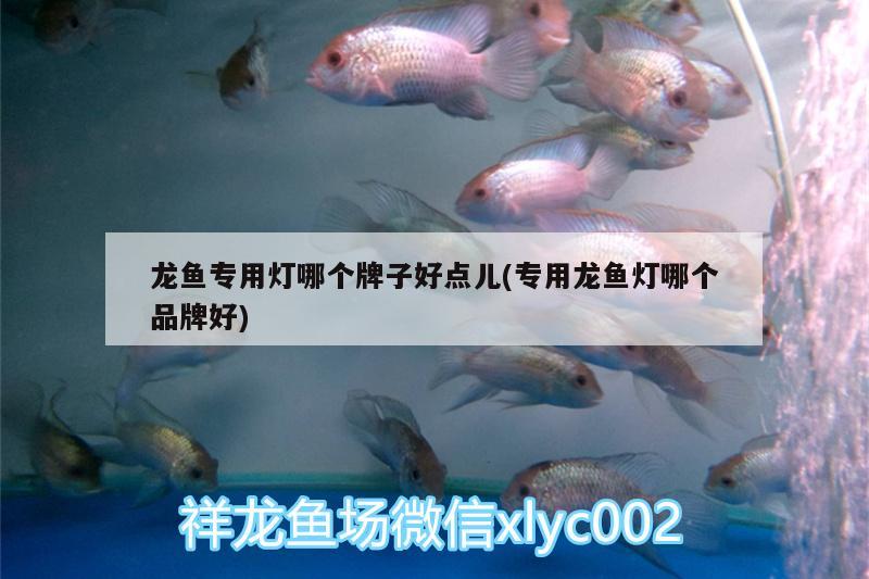 龍魚(yú)專(zhuān)用燈哪個(gè)牌子好點(diǎn)兒(專(zhuān)用龍魚(yú)燈哪個(gè)品牌好) 斑馬鴨嘴魚(yú)