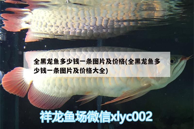 全黑龍魚多少錢一條圖片及價格(全黑龍魚多少錢一條圖片及價格大全) 印尼三紋虎