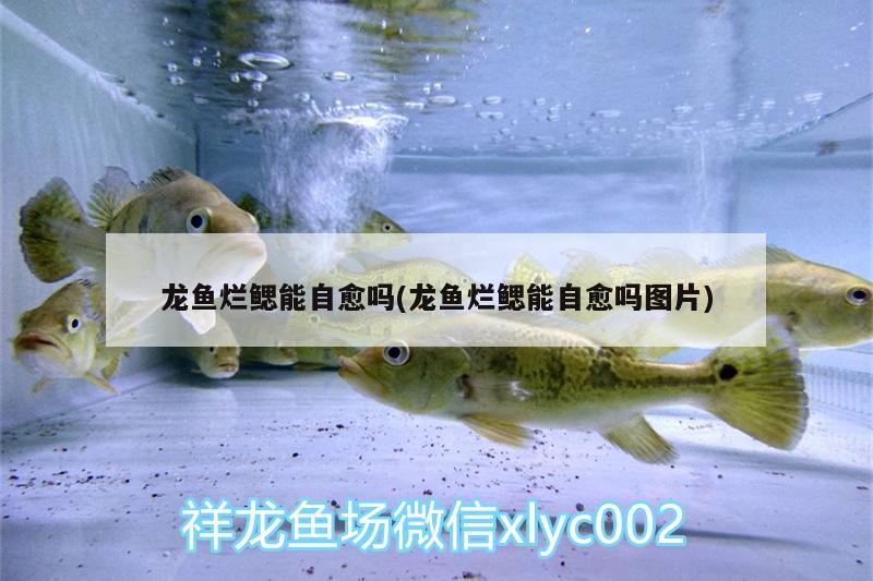 龍魚爛鰓能自愈嗎(龍魚爛鰓能自愈嗎圖片) 紅尾平克魚