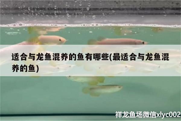 適合與龍魚混養(yǎng)的魚有哪些(最適合與龍魚混養(yǎng)的魚)