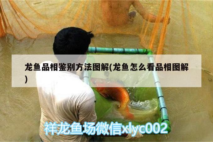 龍魚品相鑒別方法圖解(龍魚怎么看品相圖解) 養(yǎng)魚的好處