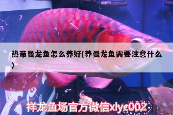 熱帶曼龍魚(yú)怎么養(yǎng)好(養(yǎng)曼龍魚(yú)需要注意什么)