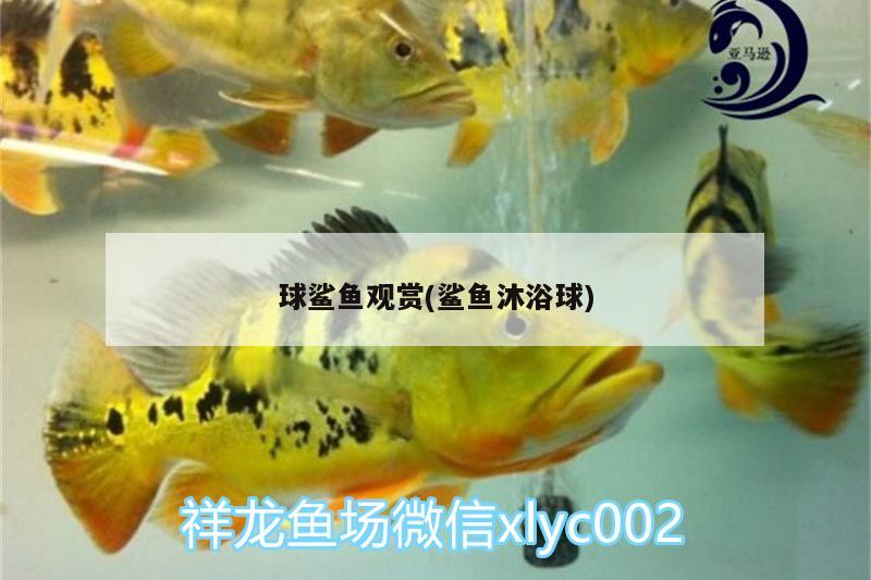 球鯊魚觀賞(鯊魚沐浴球)