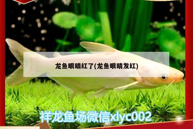 龍魚眼睛紅了(龍魚眼睛發(fā)紅)