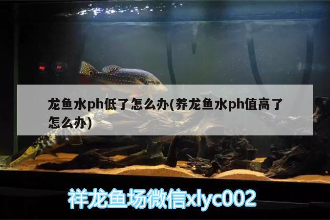 龍魚水ph低了怎么辦(養(yǎng)龍魚水ph值高了怎么辦) 帝王血鉆魚