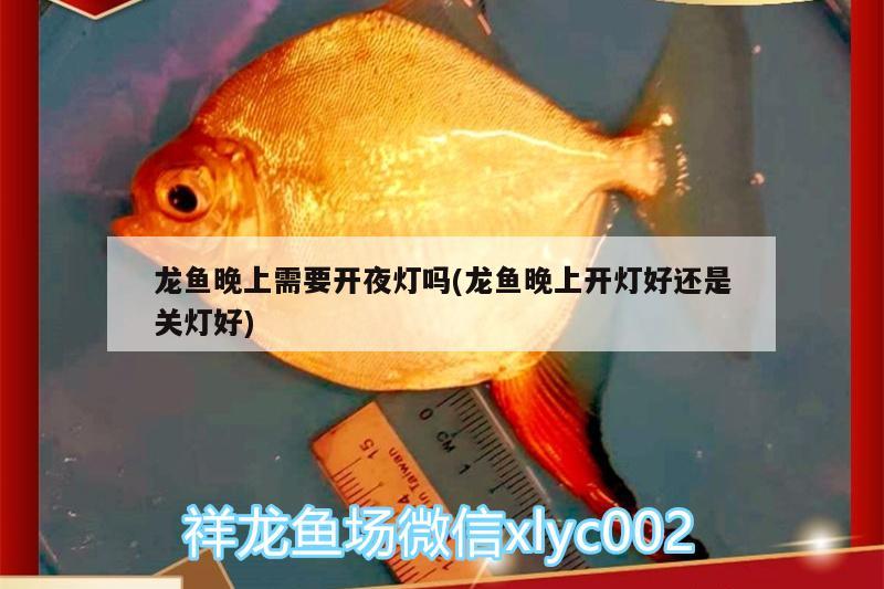 龍魚(yú)晚上需要開(kāi)夜燈嗎(龍魚(yú)晚上開(kāi)燈好還是關(guān)燈好) 大白鯊魚(yú)