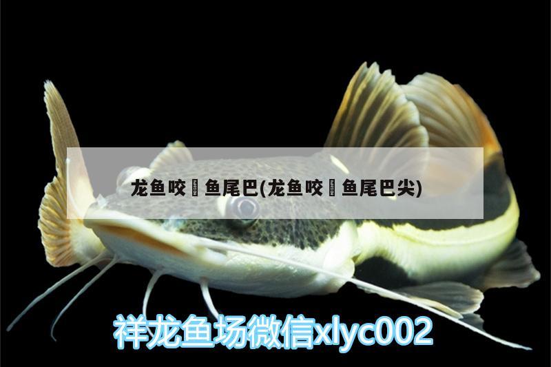 龍魚咬魟魚尾巴(龍魚咬魟魚尾巴尖)