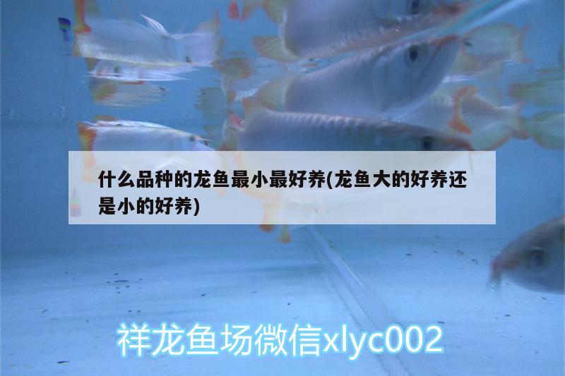 什么品種的龍魚最小最好養(yǎng)(龍魚大的好養(yǎng)還是小的好養(yǎng))