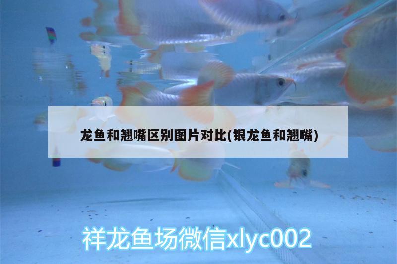 龍魚和翹嘴區(qū)別圖片對比(銀龍魚和翹嘴) 銀龍魚百科