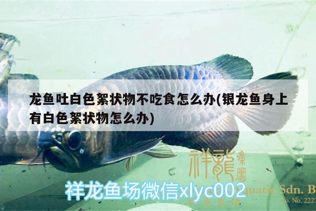 龍魚吐白色絮狀物不吃食怎么辦(銀龍魚身上有白色絮狀物怎么辦) 銀龍魚