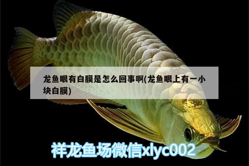 龍魚眼有白膜是怎么回事啊(龍魚眼上有一小塊白膜) 魚缸水泵