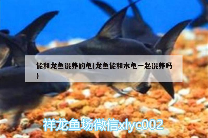 能和龍魚(yú)混養(yǎng)的龜(龍魚(yú)能和水龜一起混養(yǎng)嗎)