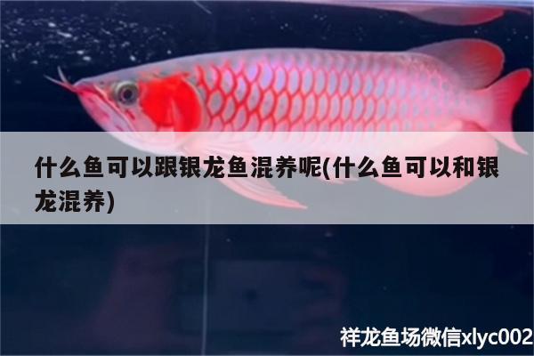 什么魚可以跟銀龍魚混養(yǎng)呢(什么魚可以和銀龍混養(yǎng))