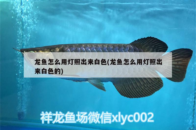 龍魚怎么用燈照出來白色(龍魚怎么用燈照出來白色的) 福魟魟魚