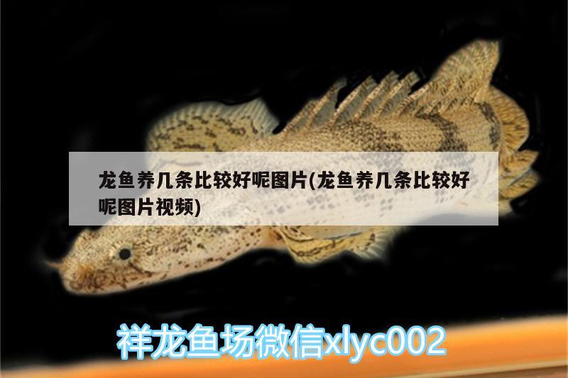 龍魚養(yǎng)幾條比較好呢圖片(龍魚養(yǎng)幾條比較好呢圖片視頻)