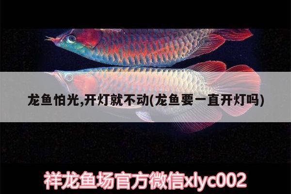 龍魚怕光,開燈就不動(dòng)(龍魚要一直開燈嗎)