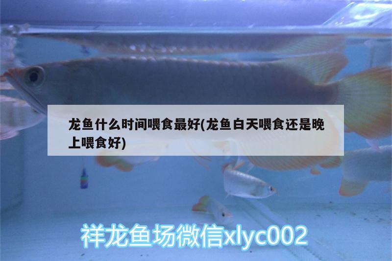 龍魚什么時間喂食最好(龍魚白天喂食還是晚上喂食好) 祥龍龍魚專用水族燈