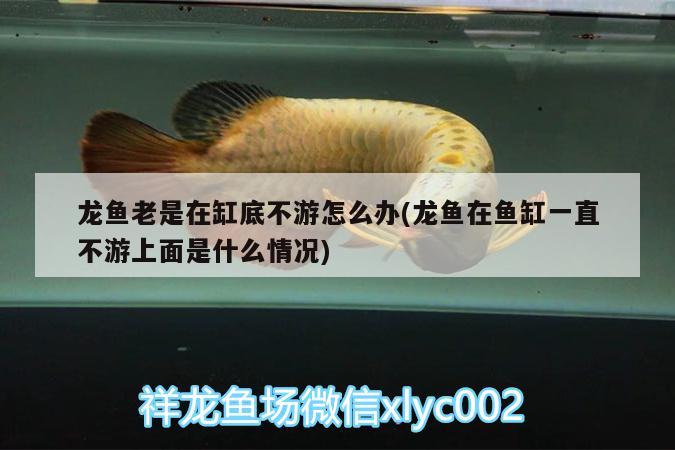 龍魚(yú)老是在缸底不游怎么辦(龍魚(yú)在魚(yú)缸一直不游上面是什么情況) 委內(nèi)瑞拉奧里諾三間魚(yú)苗 第1張