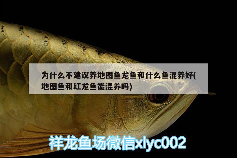 為什么不建議養(yǎng)地圖魚龍魚和什么魚混養(yǎng)好(地圖魚和紅龍魚能混養(yǎng)嗎)