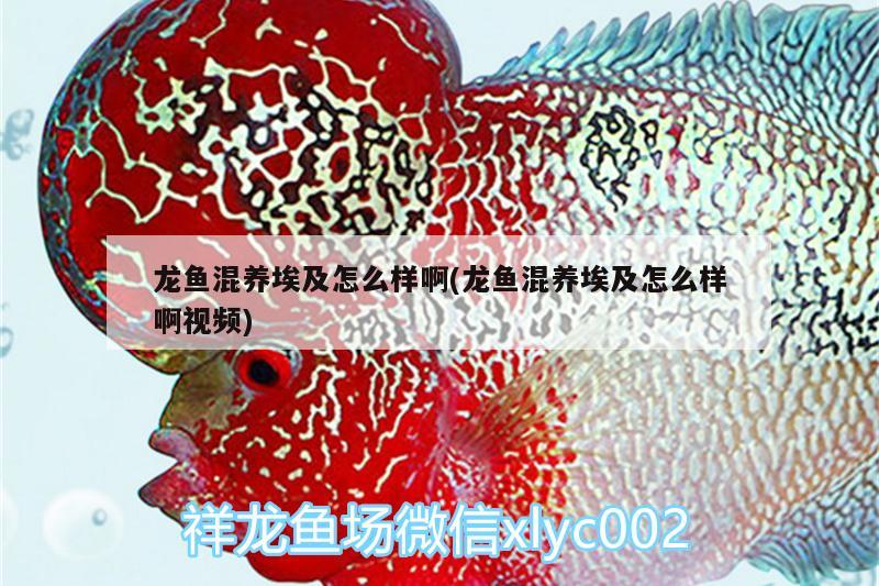 龍魚混養(yǎng)埃及怎么樣啊(龍魚混養(yǎng)埃及怎么樣啊視頻)