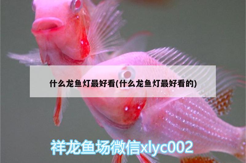 什么龍魚燈最好看(什么龍魚燈最好看的) 黃金達摩魚