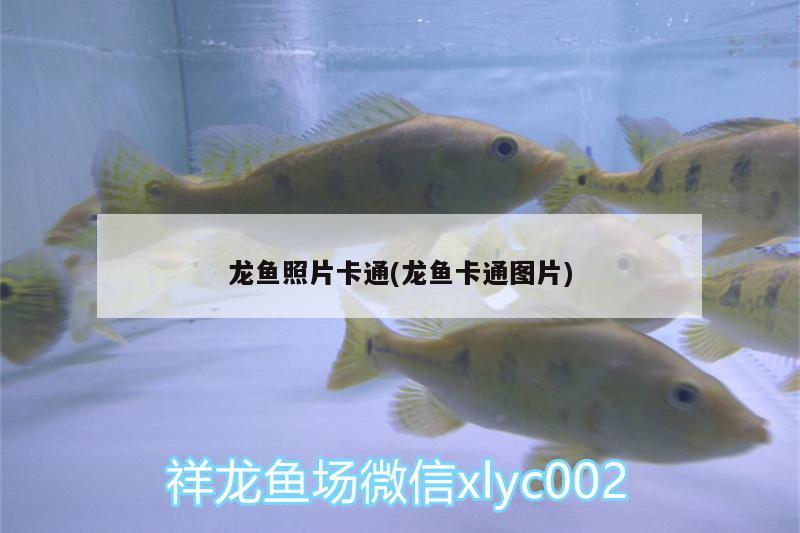 龍魚照片卡通(龍魚卡通圖片) 名貴錦鯉魚 第2張