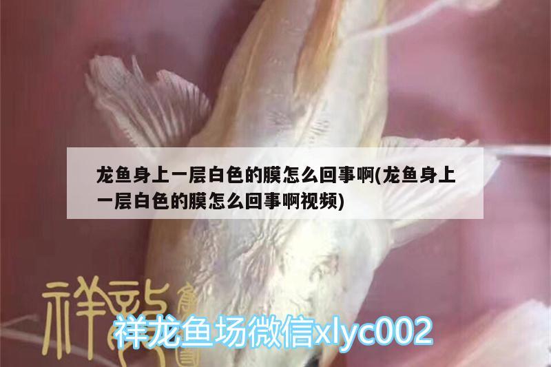 龍魚身上一層白色的膜怎么回事啊(龍魚身上一層白色的膜怎么回事啊視頻)