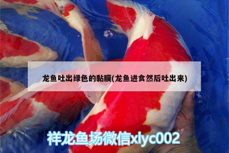 龍魚吐出綠色的黏膜(龍魚進(jìn)食然后吐出來) 水族品牌