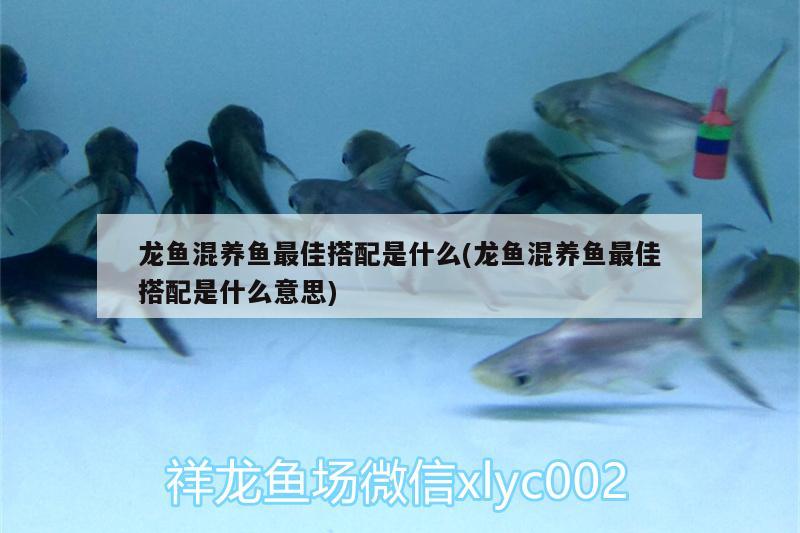 龍魚混養(yǎng)魚最佳搭配是什么(龍魚混養(yǎng)魚最佳搭配是什么意思) 鴨嘴鯊魚