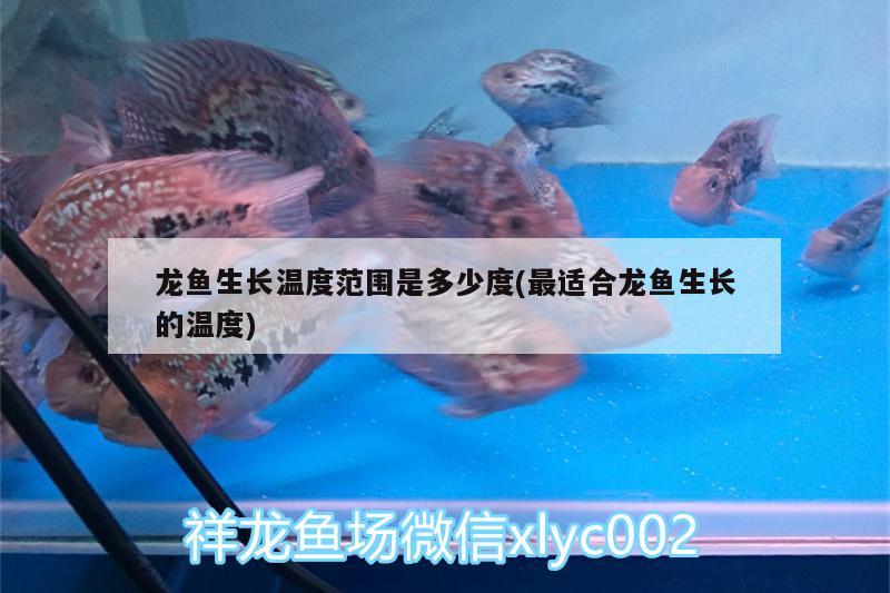 龍魚(yú)生長(zhǎng)溫度范圍是多少度(最適合龍魚(yú)生長(zhǎng)的溫度) 水草