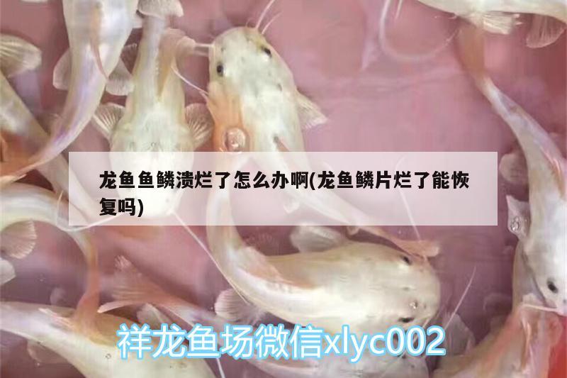 龍魚魚鱗潰爛了怎么辦啊(龍魚鱗片爛了能恢復(fù)嗎)