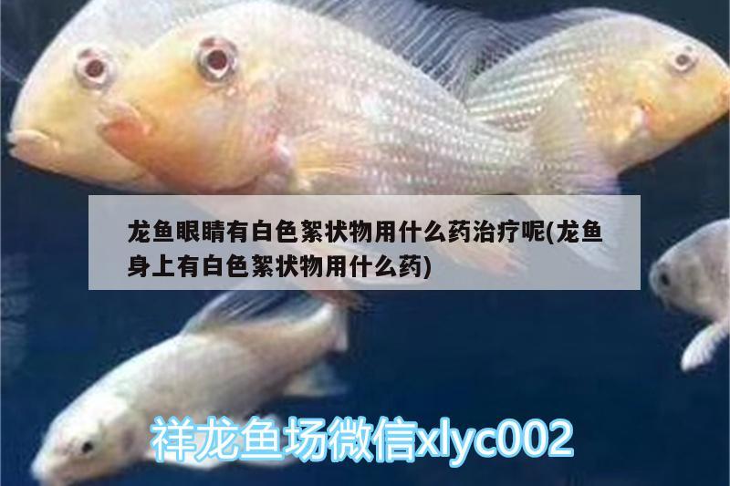 龍魚(yú)眼睛有白色絮狀物用什么藥治療呢(龍魚(yú)身上有白色絮狀物用什么藥) 斑馬鴨嘴魚(yú)苗